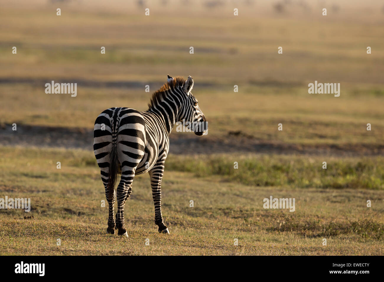 Zebras (Equus quagga) in the Ngorongoro Crater Tanzania Stock Photo