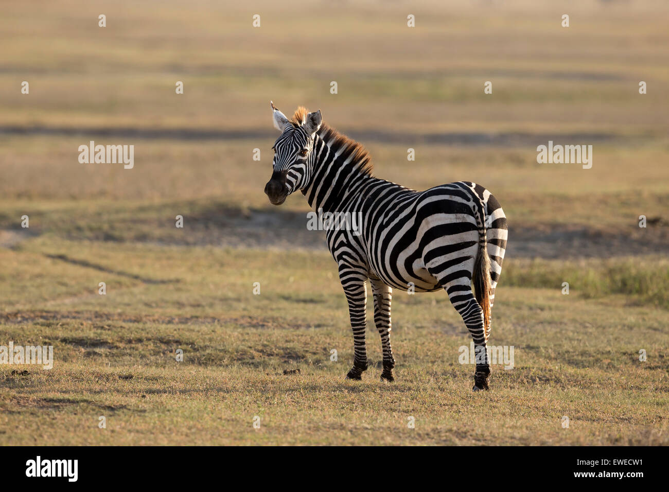 Zebra (Equus quagga) in the Ngorongoro Crater Tanzania Stock Photo