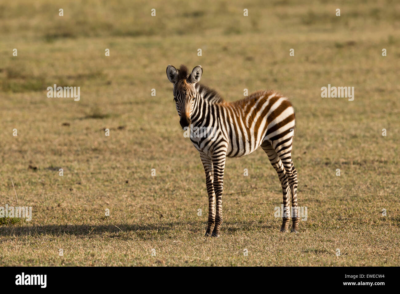 A Zebra foal  (Equus quagga) in the Ngorongoro Crater Tanzania Stock Photo