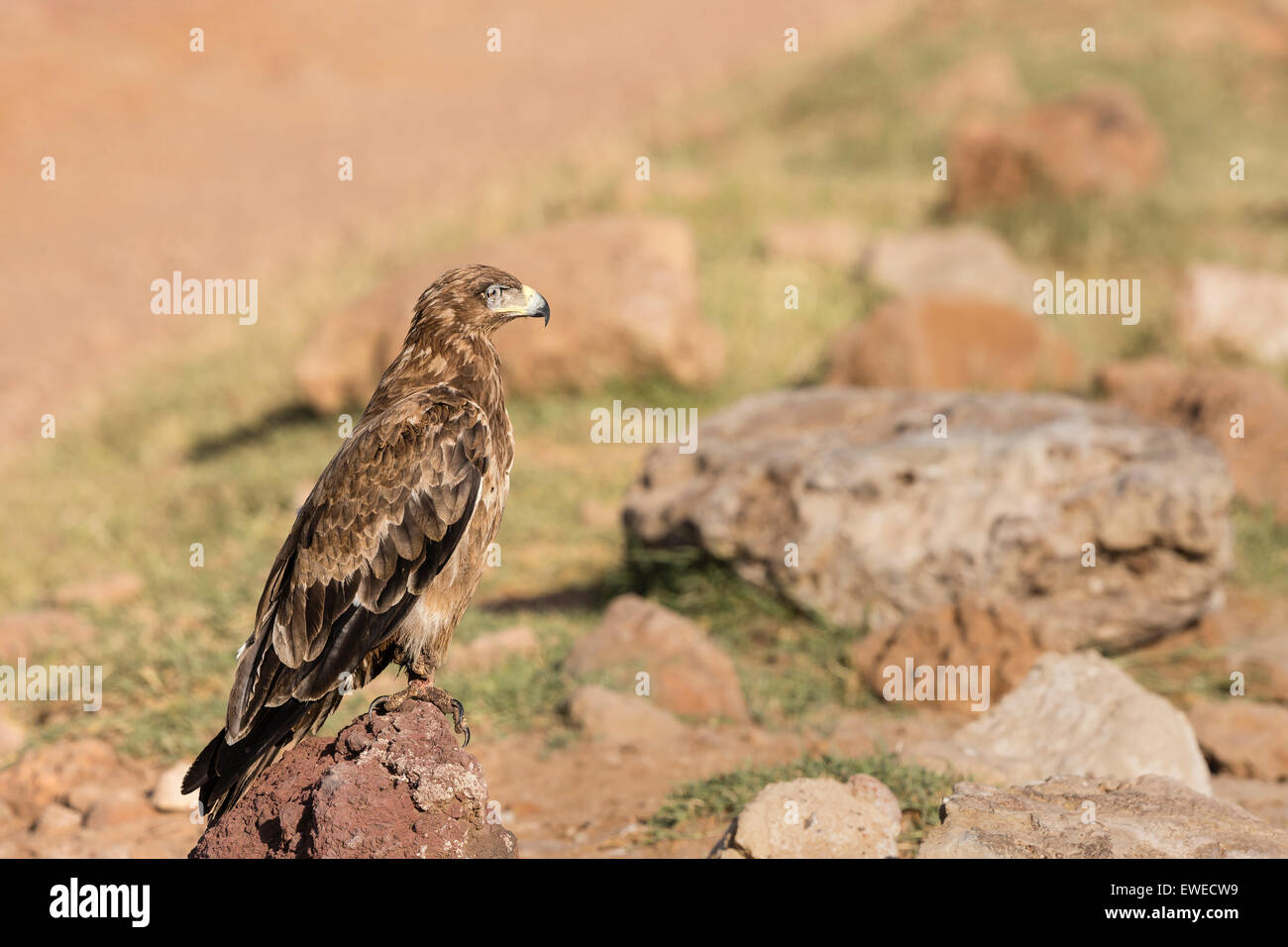 A tawny eagle (Aquila rapax) perches on a rock in the Ngorongoro Crater Tanzania Stock Photo