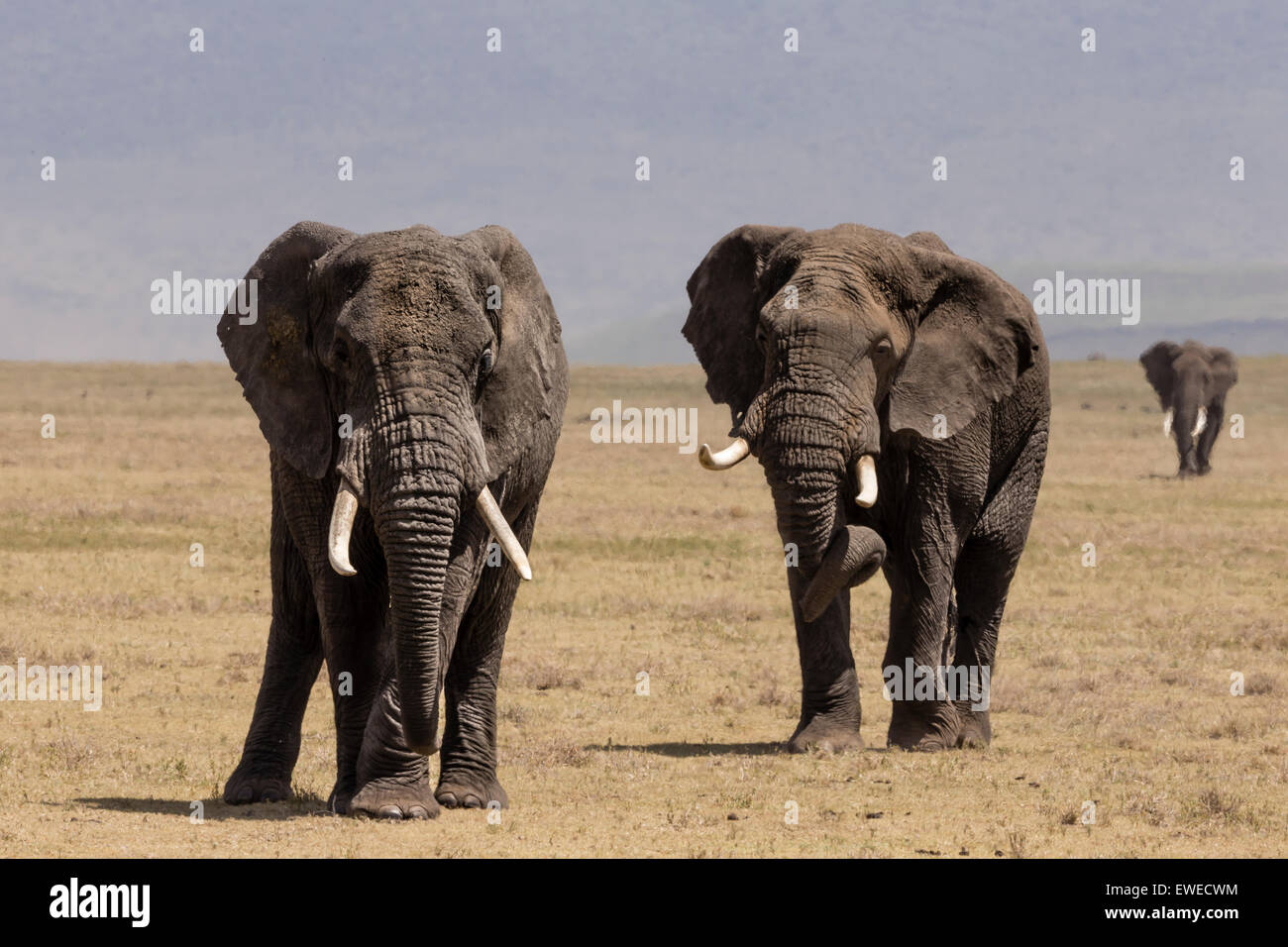 Elephants (Loxodonta africana) on the march in the Ngorogoro Crater Tanzania Stock Photo