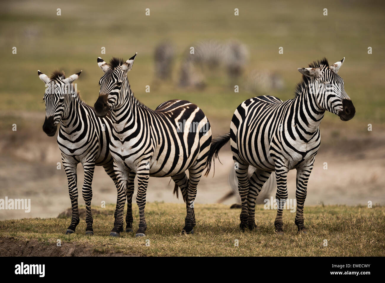 Zebras (Equus quagga) in the Ngorongoro Crater Tanzania Stock Photo