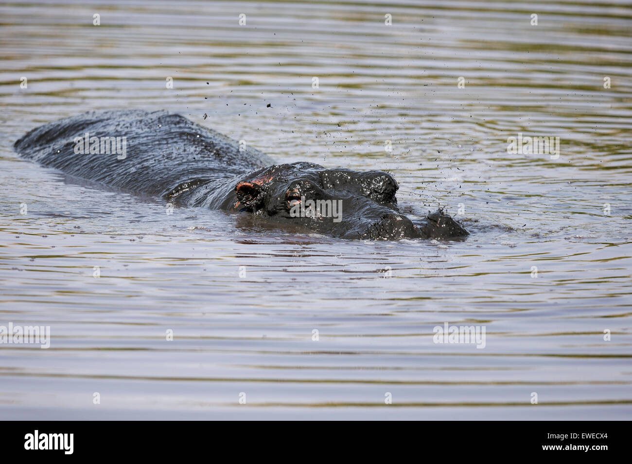 Hippopotamus (Hippopotamus amphibius) bathing in a pool; Serengeti Tanzania Stock Photo