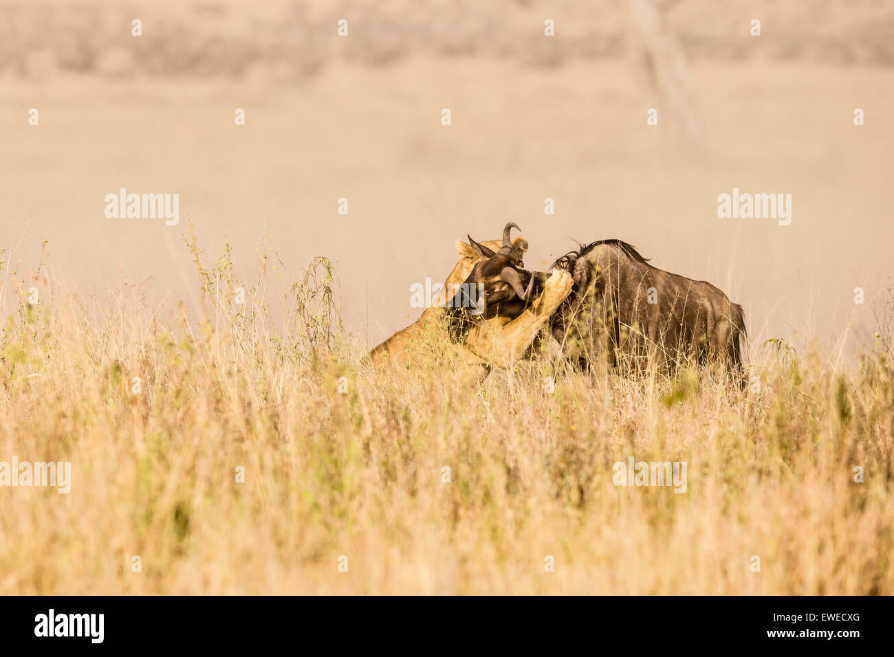 Lioness (Panthera leo) taking down Wildebeest (Connochaetes taurinus) in the Serengeti Tanzania Stock Photo