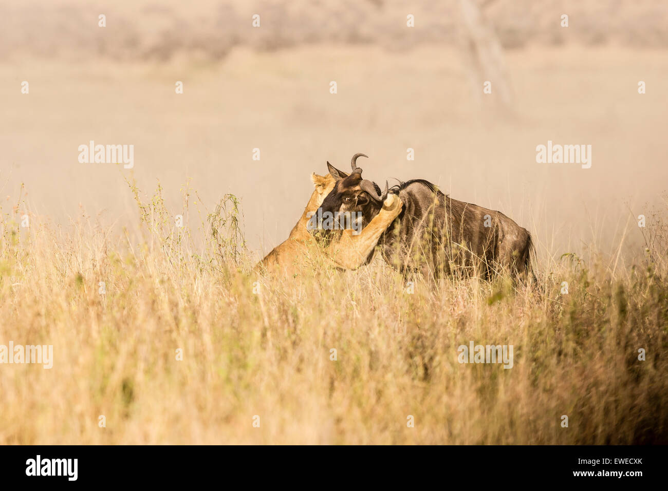 Lioness (Panthera leo) taking down Wildebeest (Connochaetes taurinus) in the Serengeti Tanzania Stock Photo