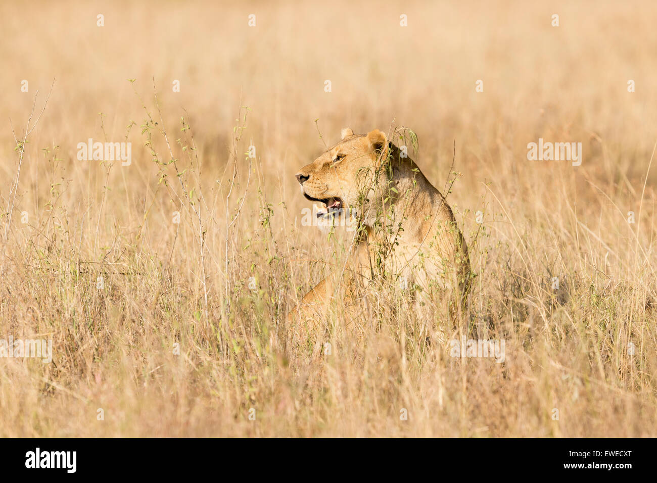 Lion (Panthera leo) in the long grasses of the Serengeti Tanzania Stock Photo