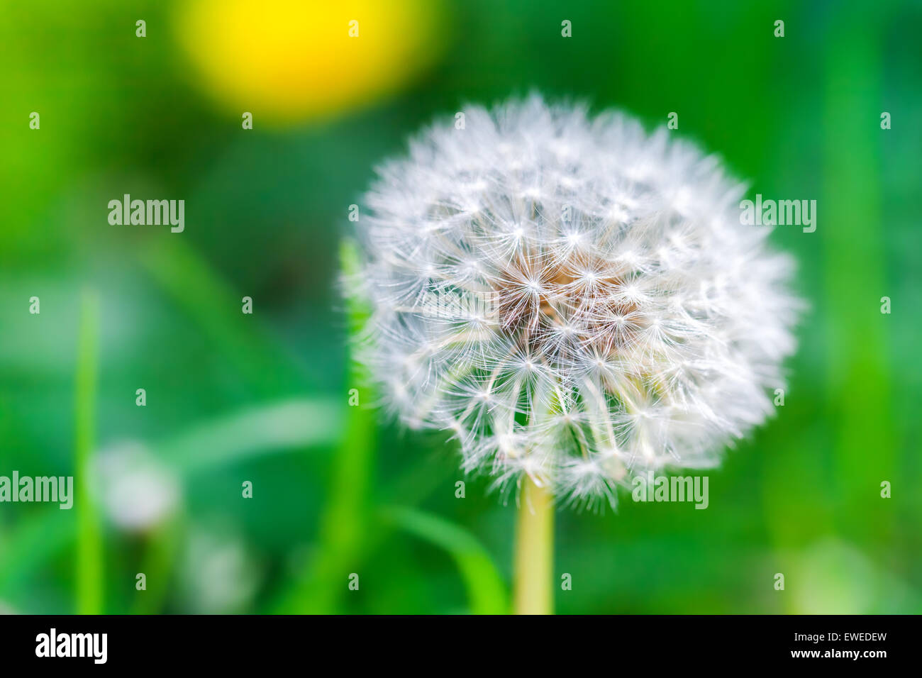 Dandelion flower with fluff, macro photo on bright green background with selective focus Stock Photo