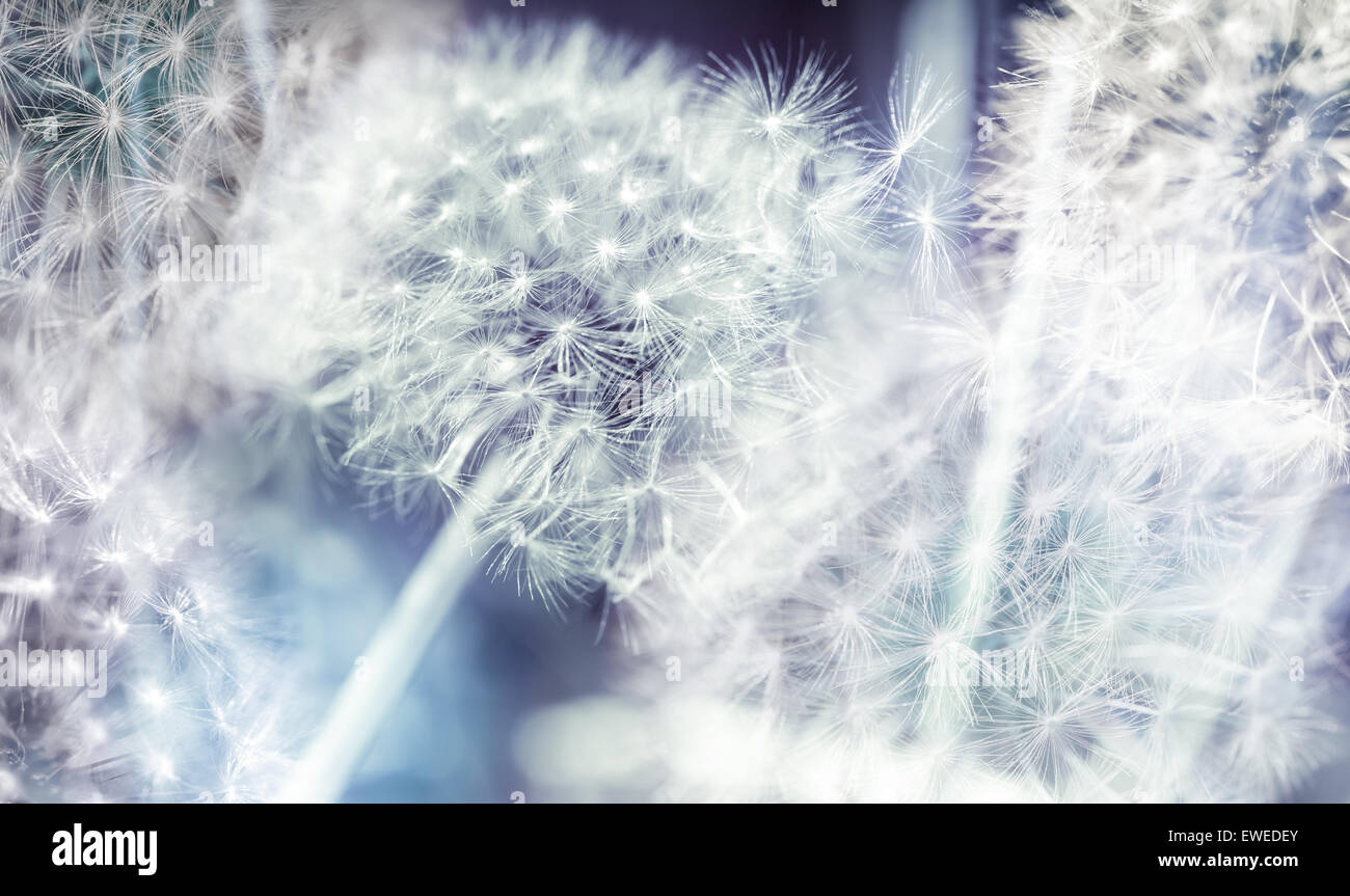 Dandelion fluff seed hi-res stock photography and images - Alamy