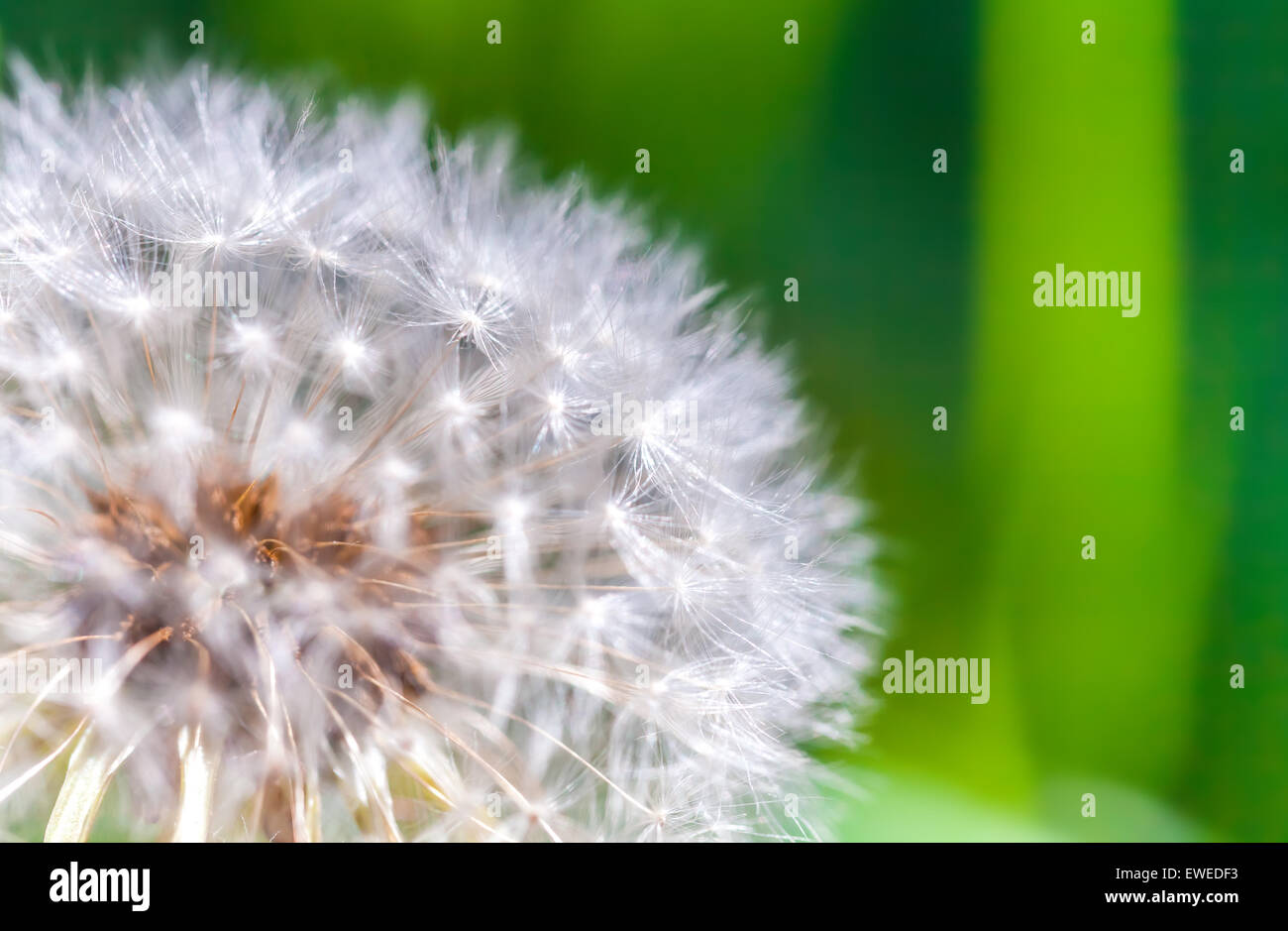 Dandelion flower with fluff, macro photo with selective focus Stock Photo
