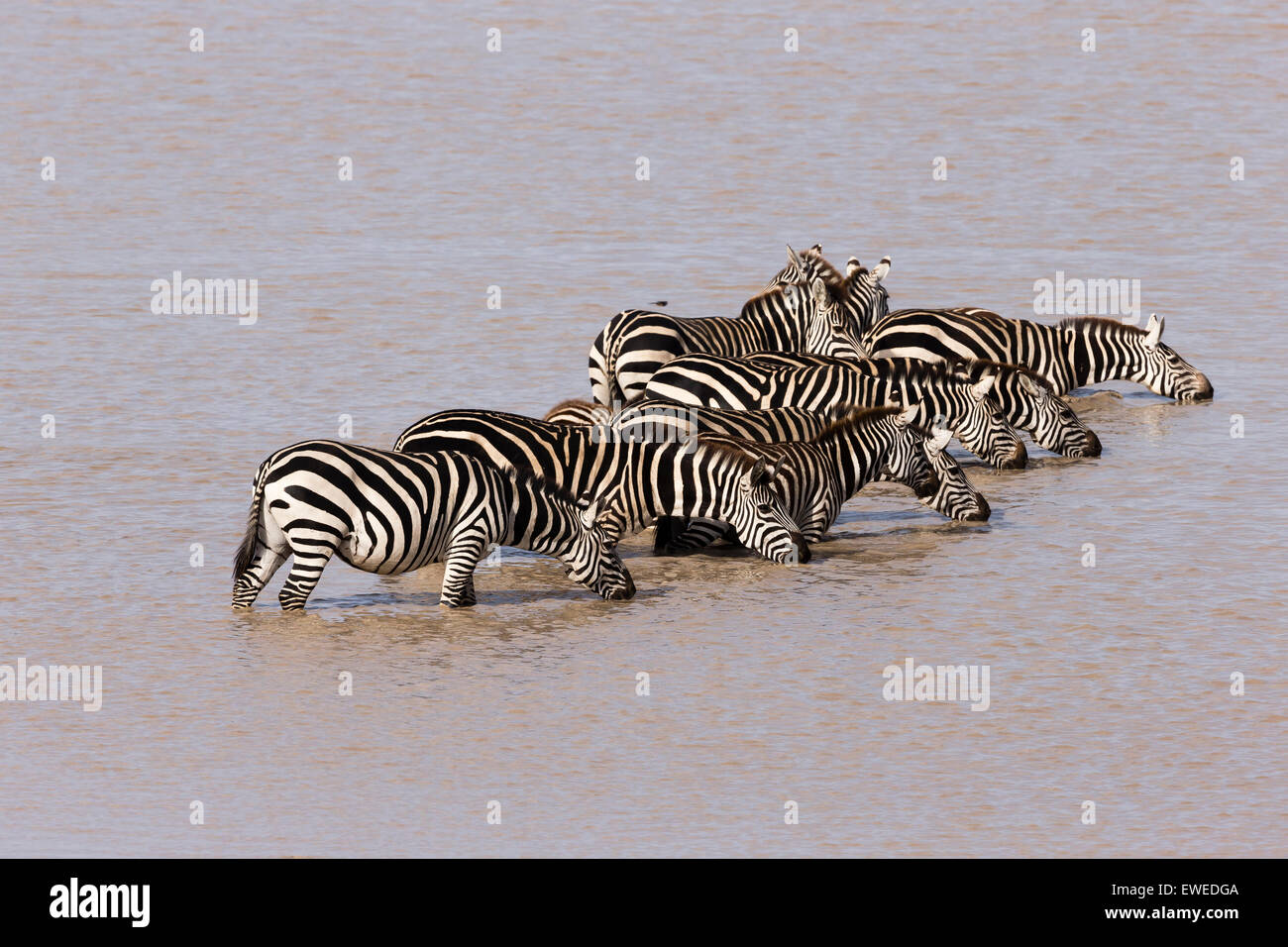 Plains zebra drink at a water hole in the Serengeti Tanzania Stock Photo