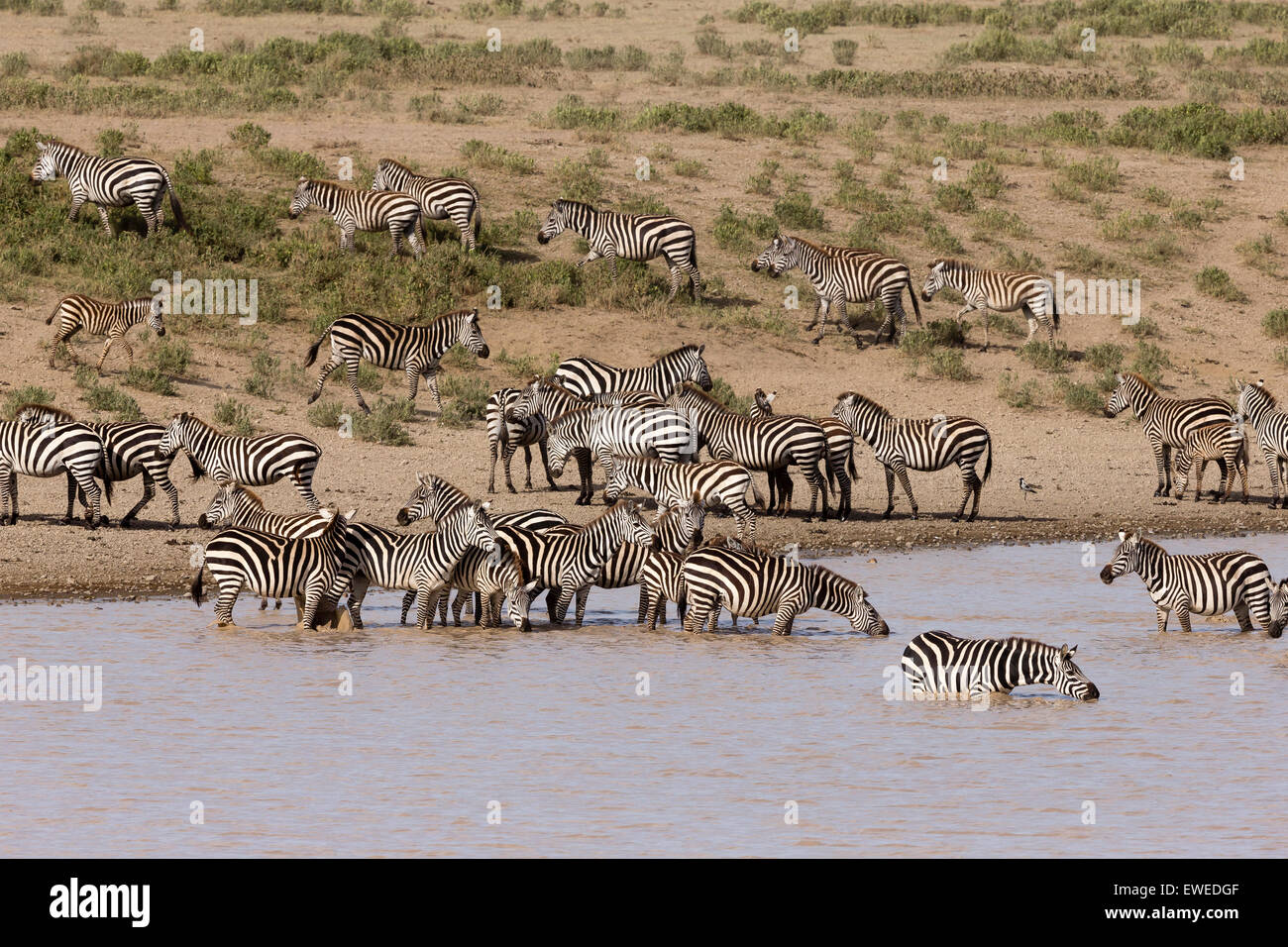 Plains zebra drink at a water hole in the Serengeti Tanzania Stock Photo