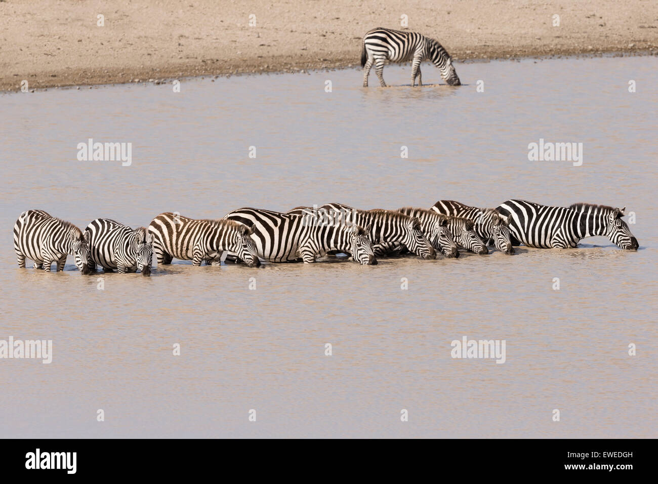 Plains zebra drink at a water hole in the Serengeti Tanzania Stock Photo