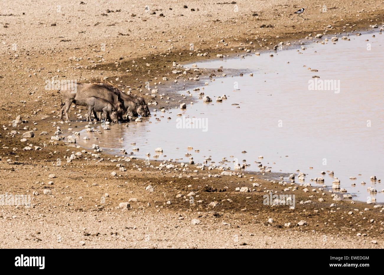 A family of warthogs (Phachocoerus africanus) quench their thirst at a water hole in the Serengeti Tanzania Stock Photo