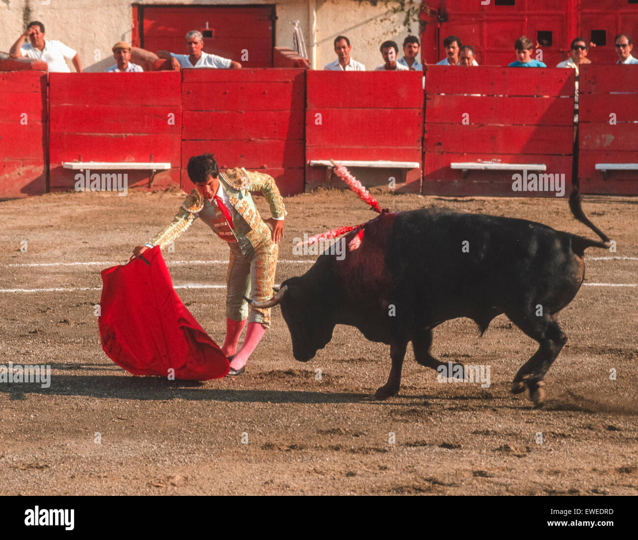 CARACAS, VENEZUELA - Matador waves red cape in front of charging bull during bullfight in arena. 1988 Stock Photo