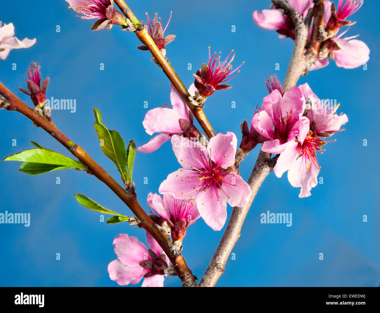 Peach blossm hires stock photography and images Alamy