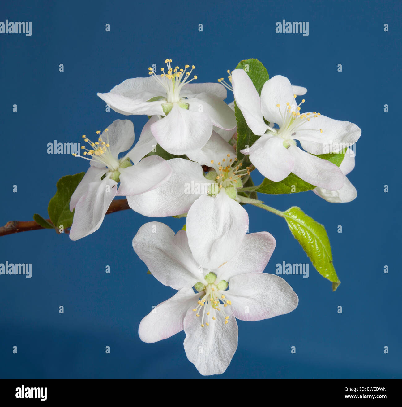 White Plum blossoms on a fruit farm in Ontario' Canada Stock Photo