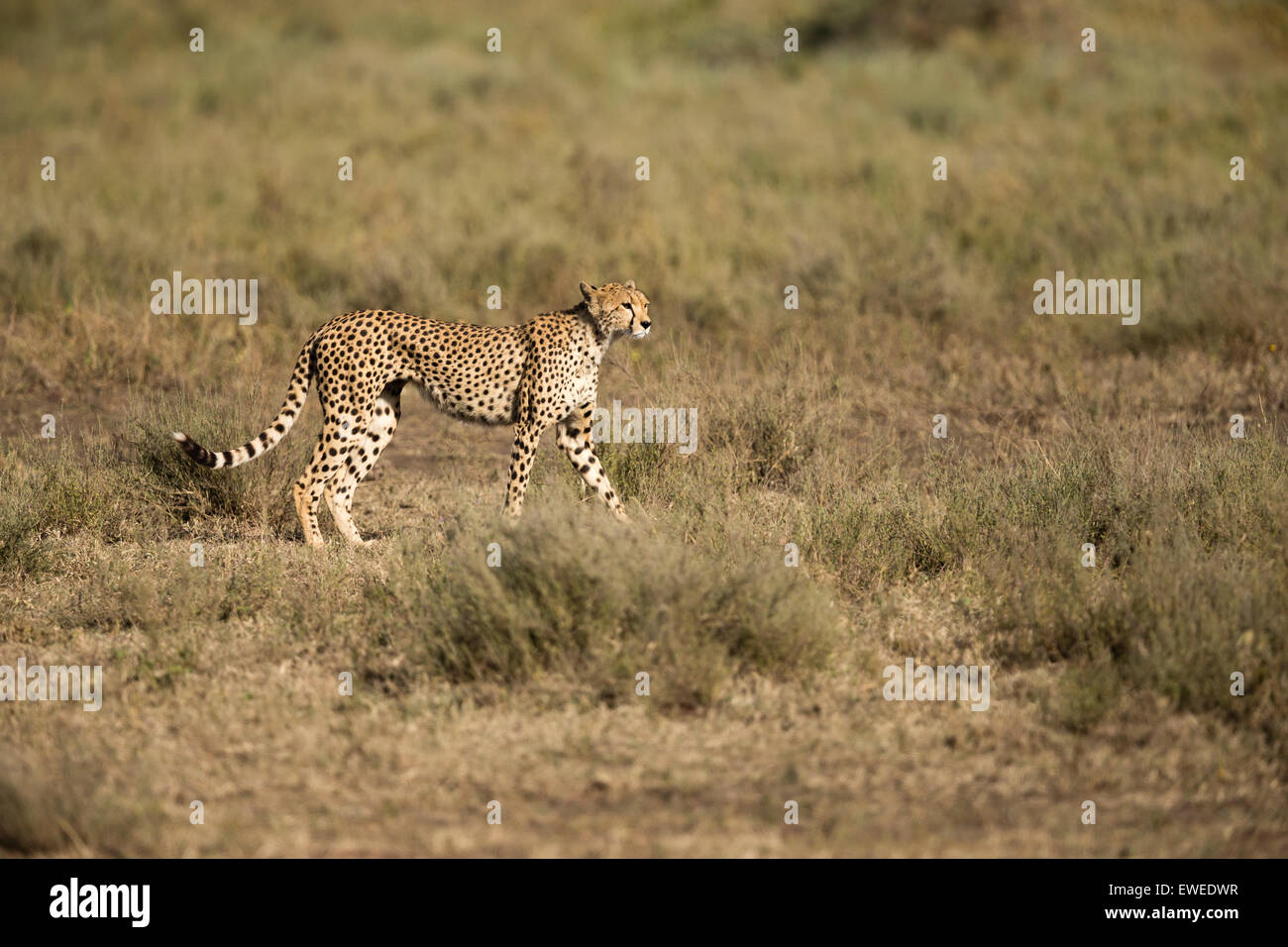 Cheetah in the Serengeti Tanzania Stock Photo