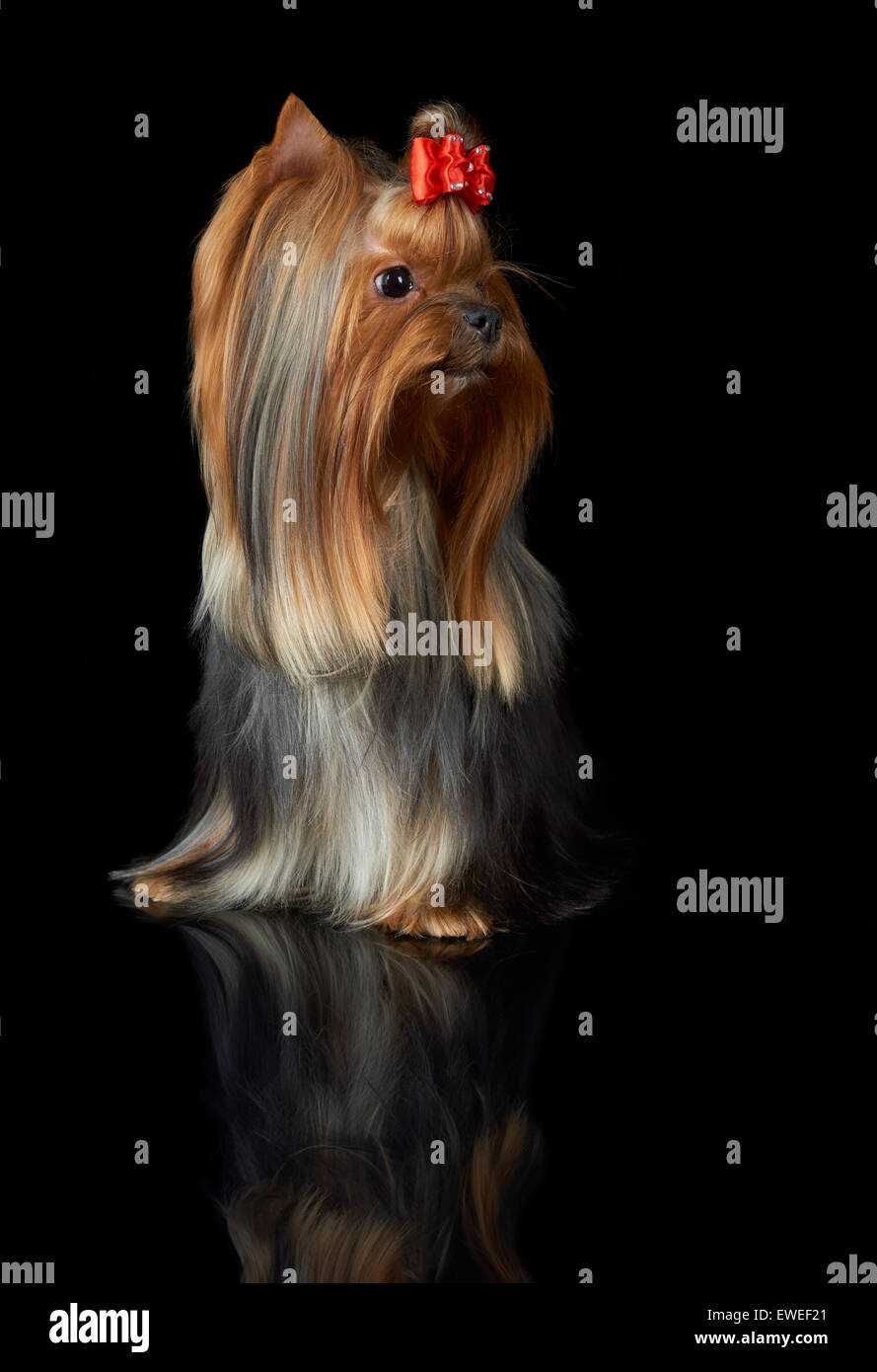 Beautiful Yorkshire Terrier with long hair and red bow looks at left