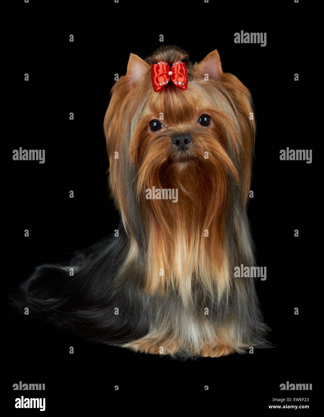 Very nice Yorkshire Terrier with red bow and accurately groomed hair