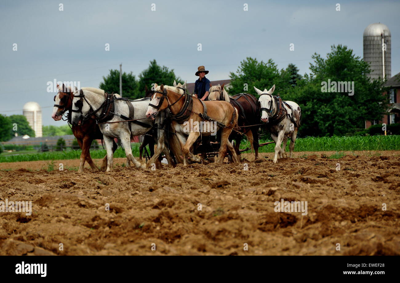 Lancaster County, Pennsylvania: Amish youth plowing a field on the 
