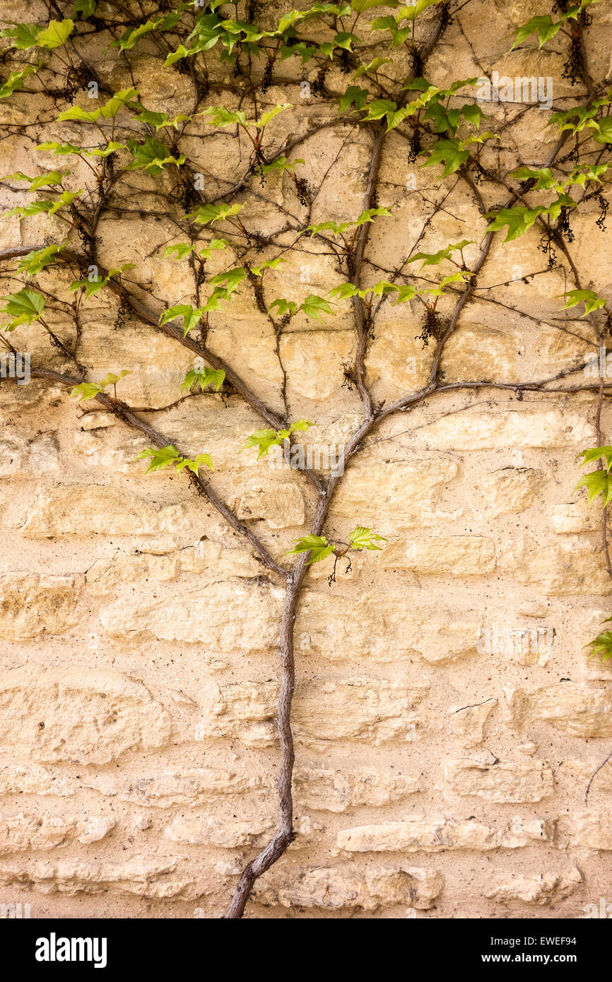 Vine Growing On Wall Stock Photo Alamy