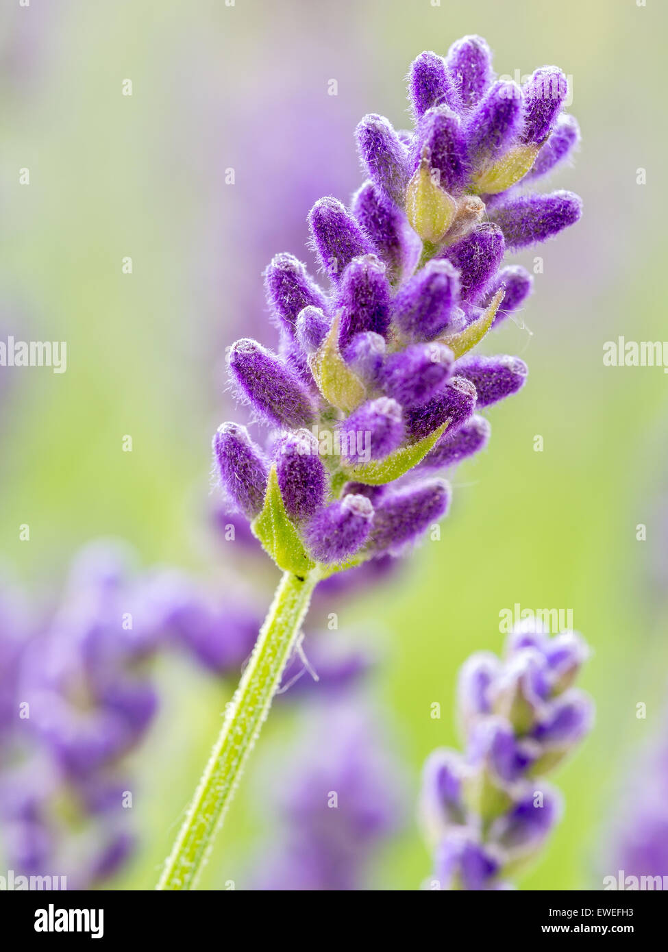 Closeup of lavender flowers in blossom Stock Photo
