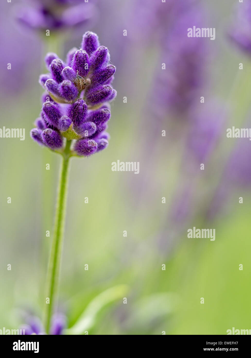 Closeup of lavender flowers in blossom Stock Photo