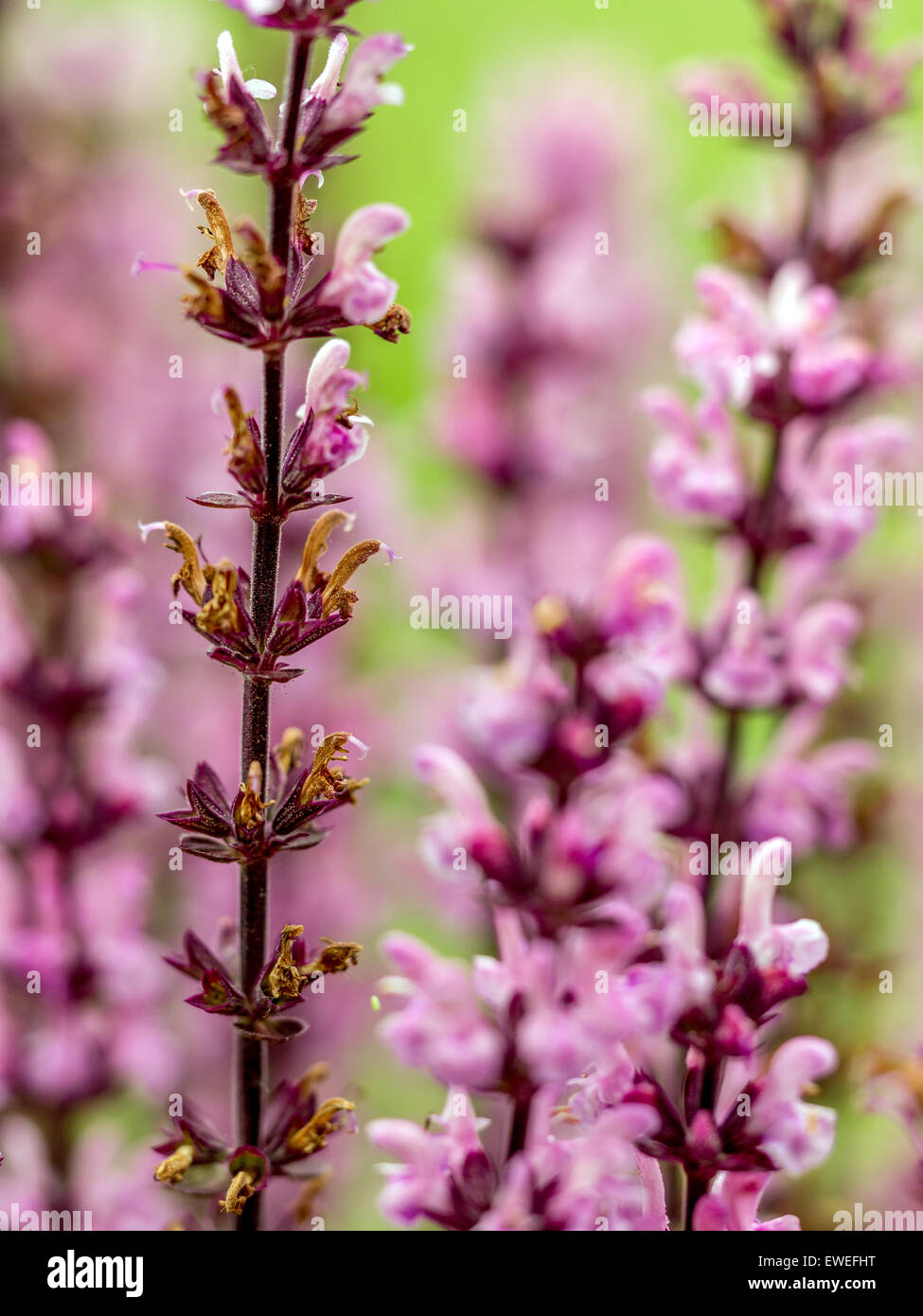 Closeup of salvia flowers in blossom Stock Photo