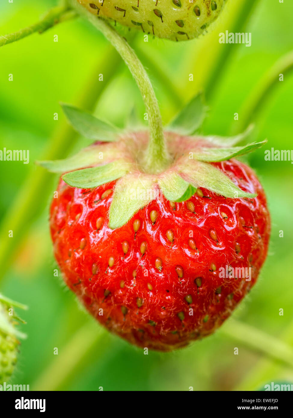 Strawberry plant hi-res stock photography and images - Alamy