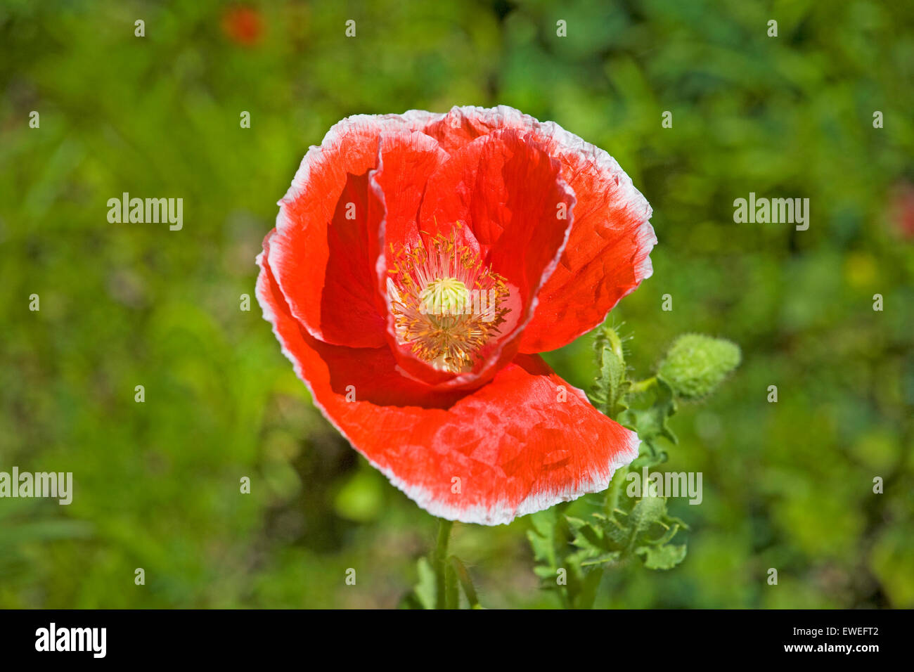 Portrait wildflowers hi-res stock photography and images - Alamy