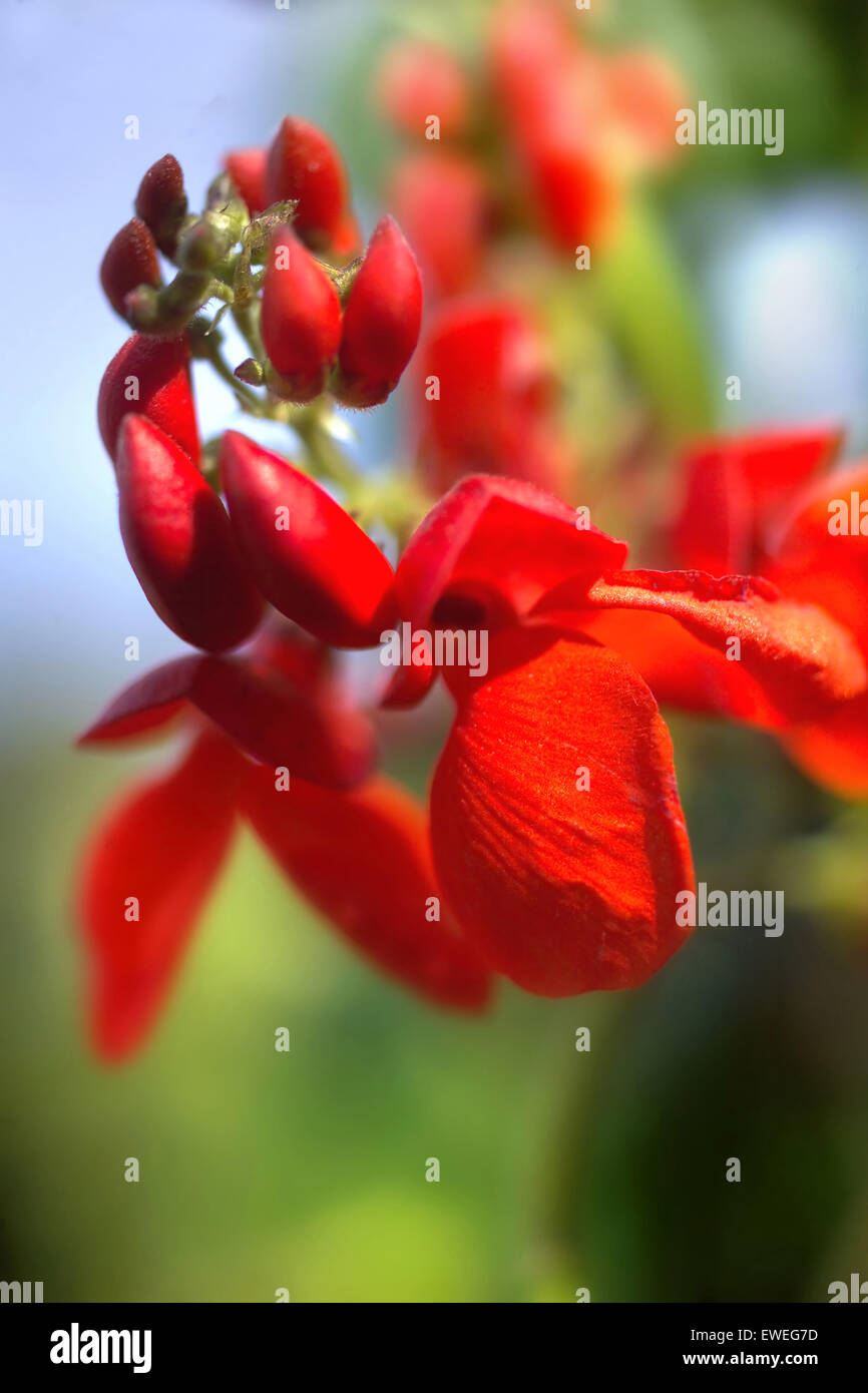 Scarlet runner bean flower hi-res stock photography and images - Alamy