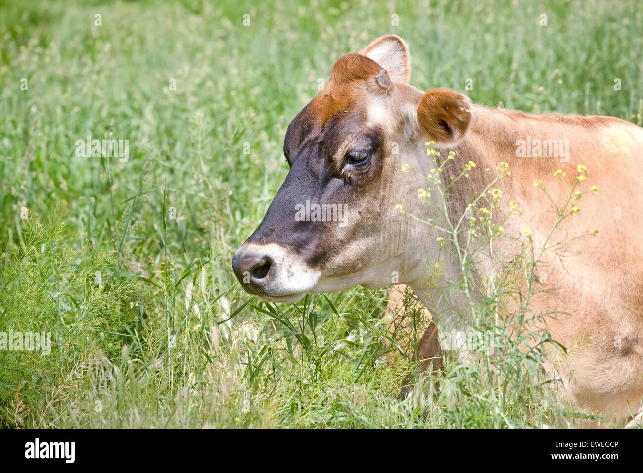 A Jersey cow, a breed of dairy cattle originally bred in the Channel