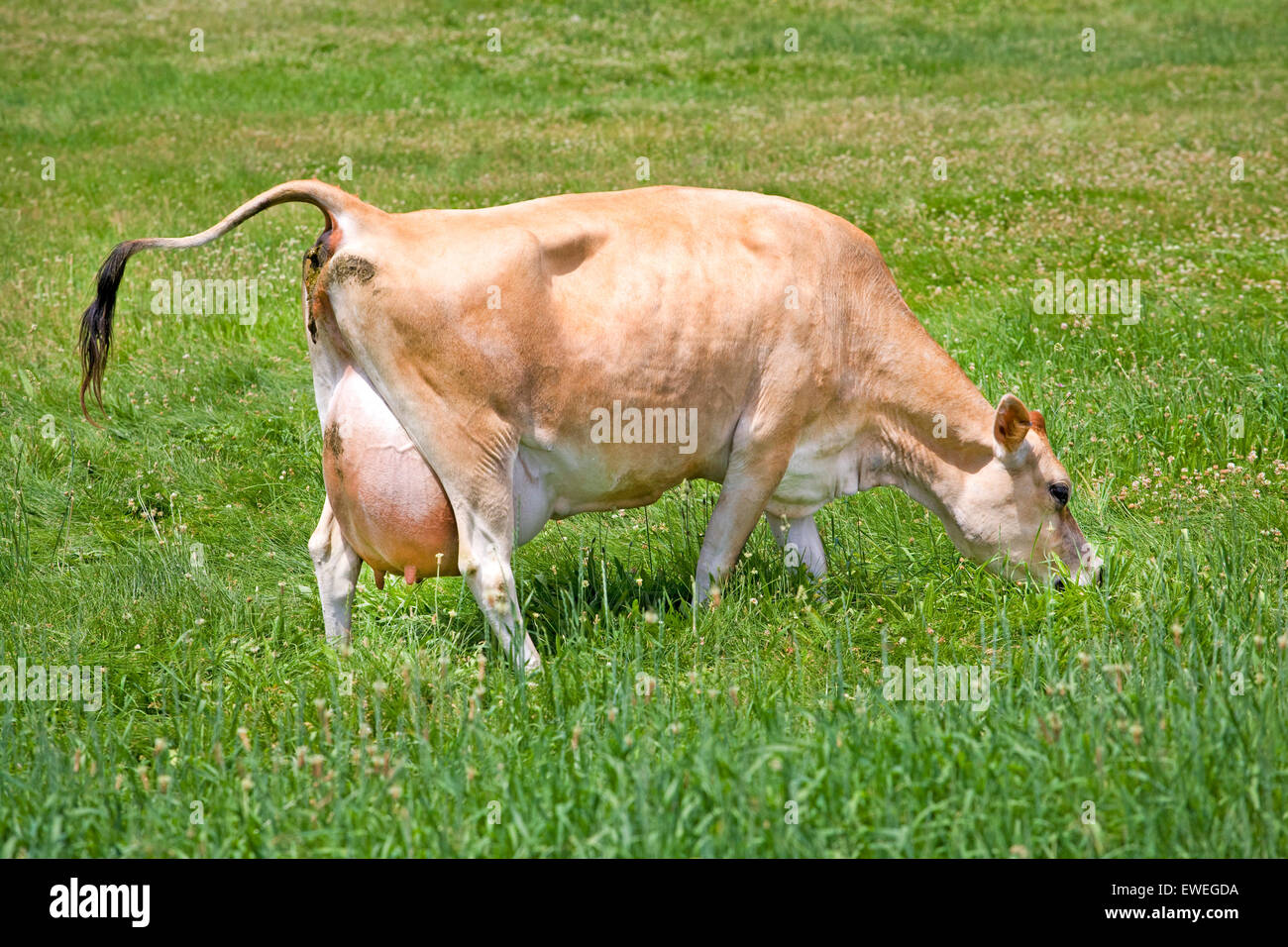 A Jersey cow, a breed of  dairy cattle originally bred in the Channel Island of Jersey. Tthe breed is popular for the high butte Stock Photo