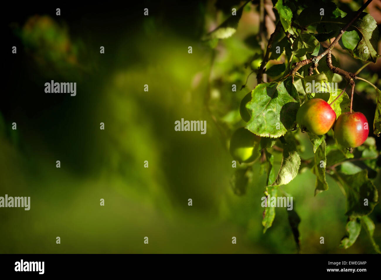 Ripe apples growing in orchard Stock Photo - Alamy
