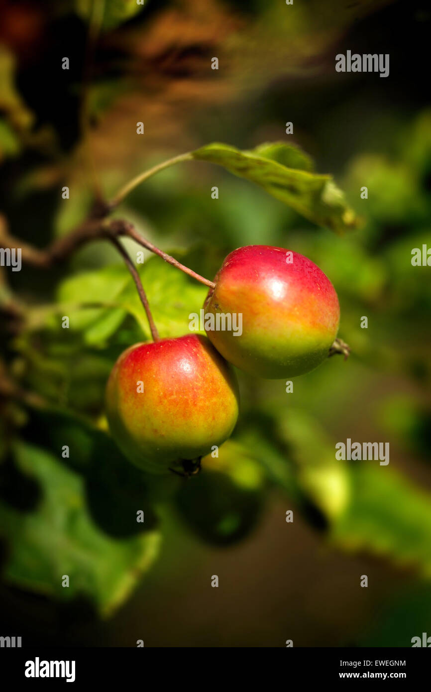 Ripe apples growing in orchard Stock Photo - Alamy