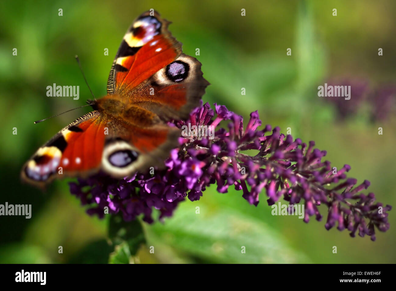 Beautiful peacock butterfly feeding on a buddleia Stock Photo - Alamy