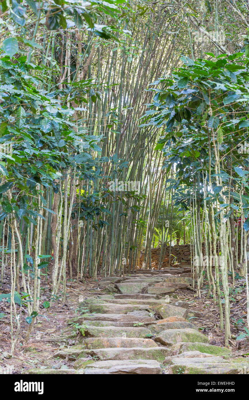 Walk way in the bamboo garden Stock Photo