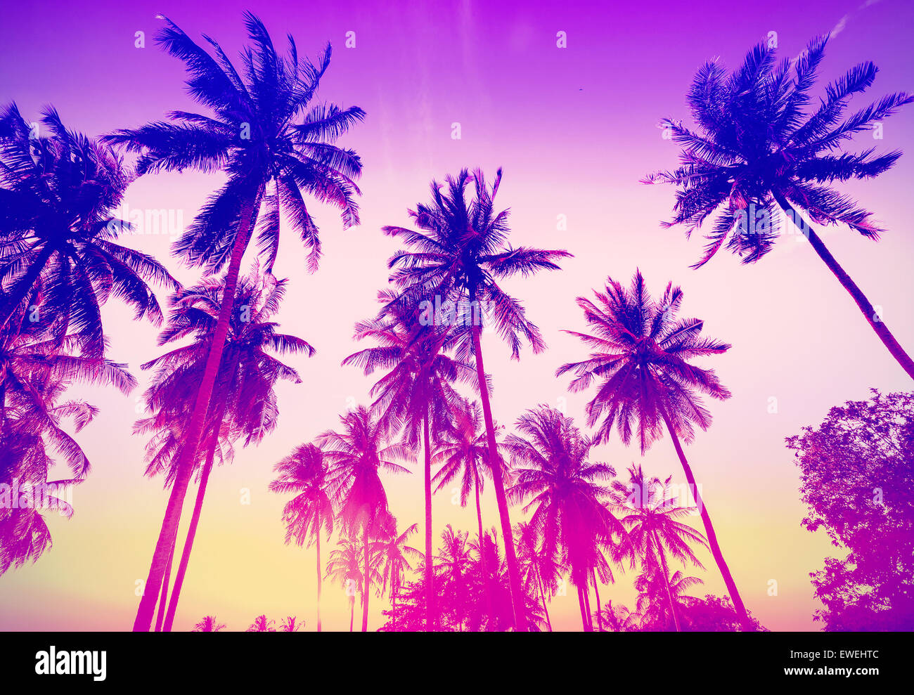 Vintage toned palm trees silhouettes at sunset. Stock Photo