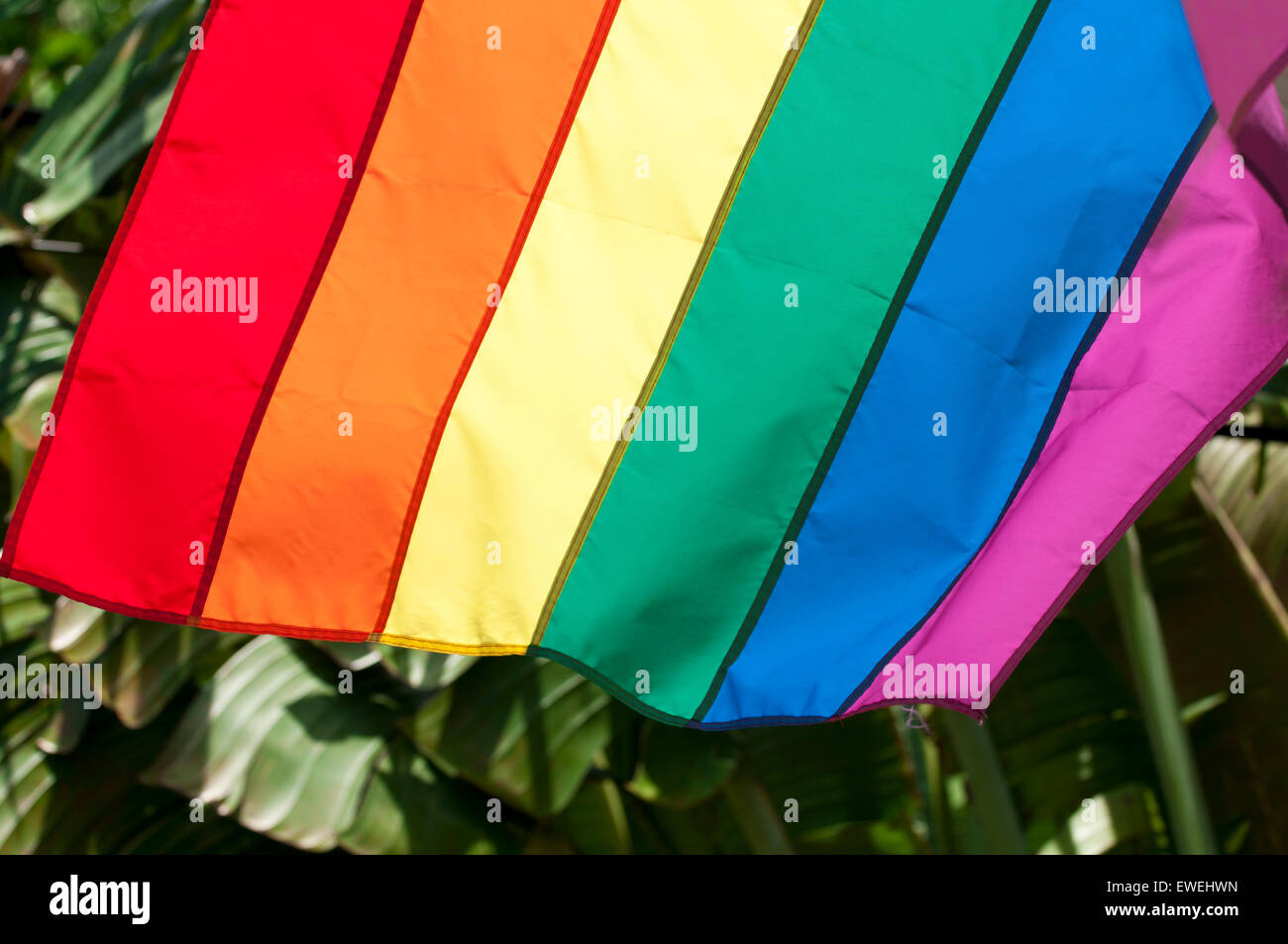 Gay pride rainbow flag flies against tropical background of lush palm ...
