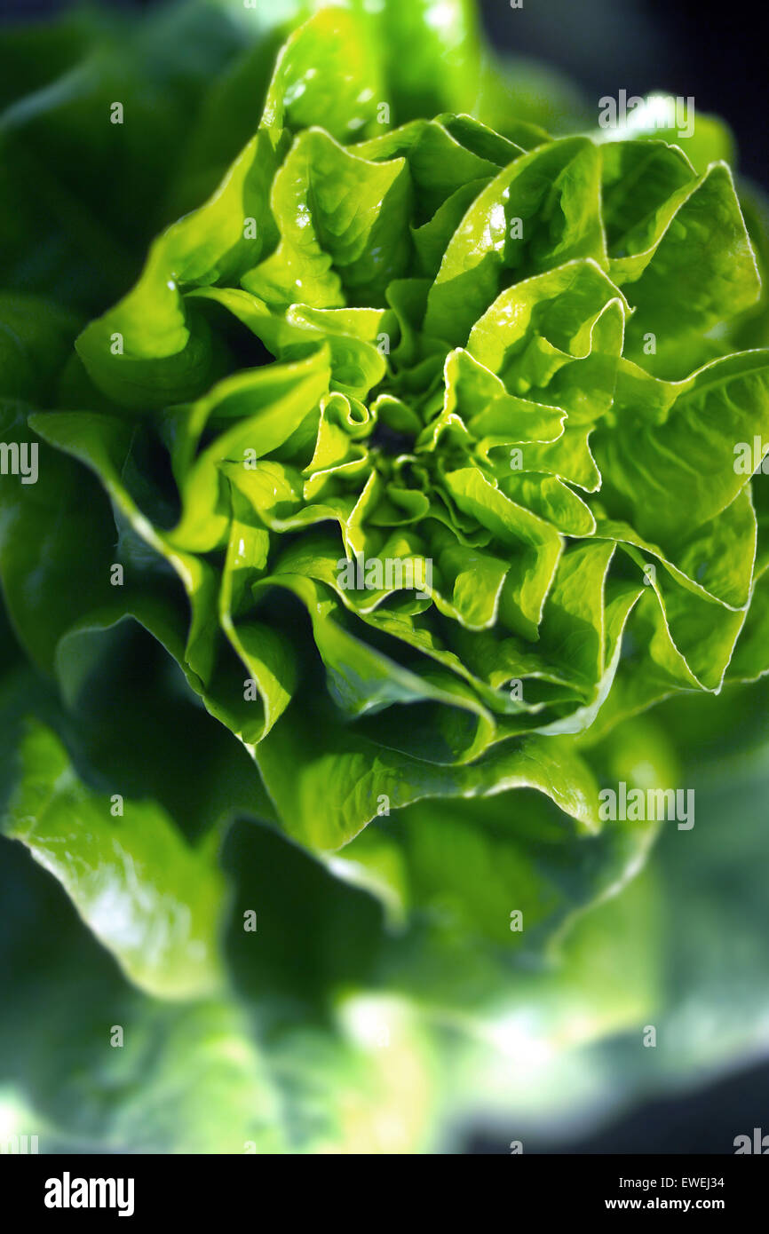 Lettuce plants growing in an allotment Stock Photo Alamy
