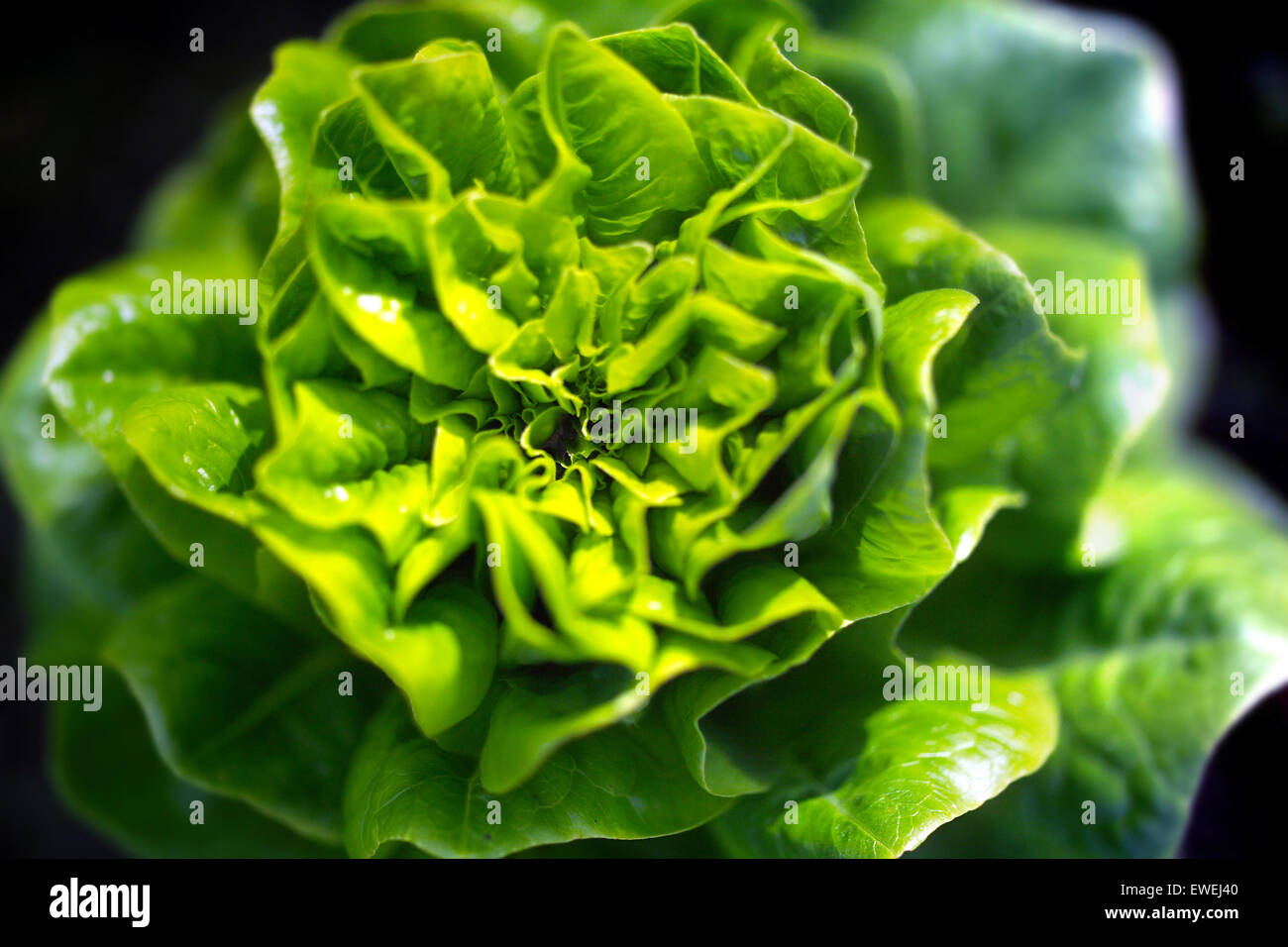 Lettuce plants growing in an allotment Stock Photo Alamy