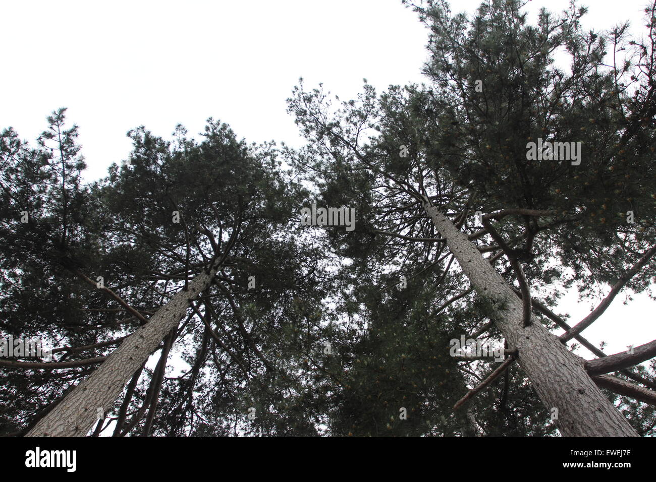 forest, freshness, green, growth, leaves, light Stock Photo - Alamy
