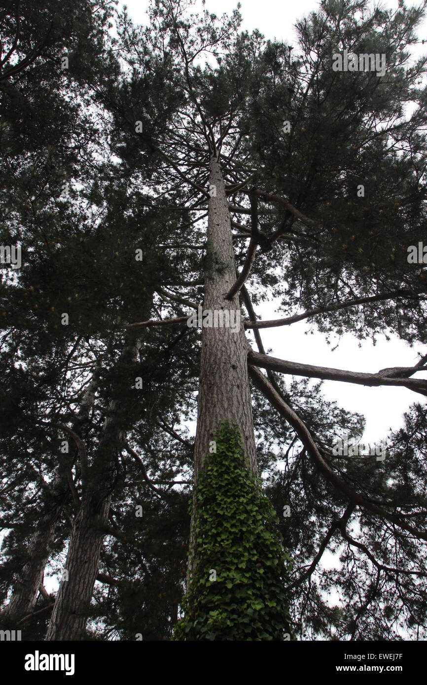 forest, freshness, green, growth, leaves, light Stock Photo