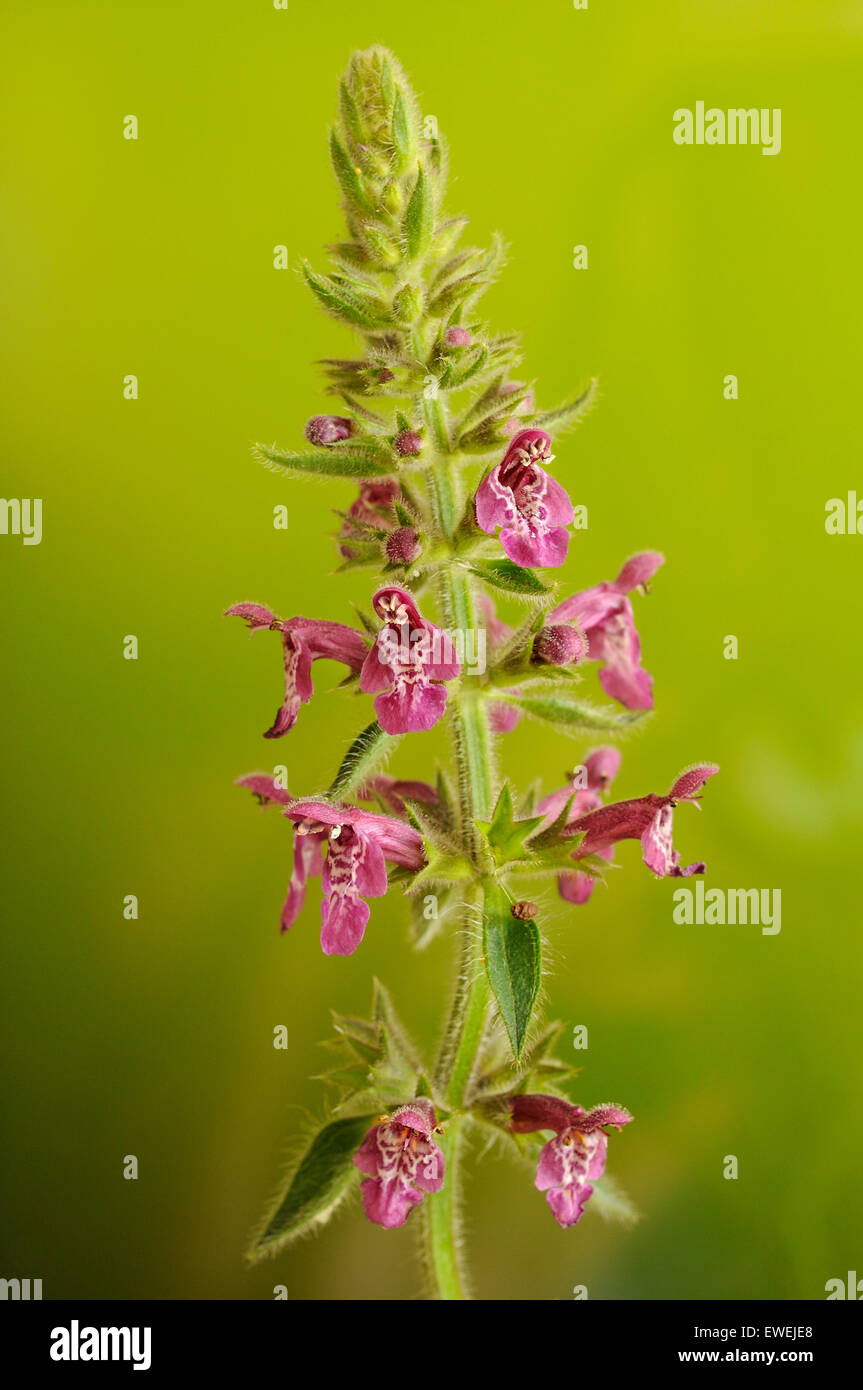 Hedge woundwor, Stachys sylvatica, vertical portrait of purple flowers with nice out focus background. Stock Photo