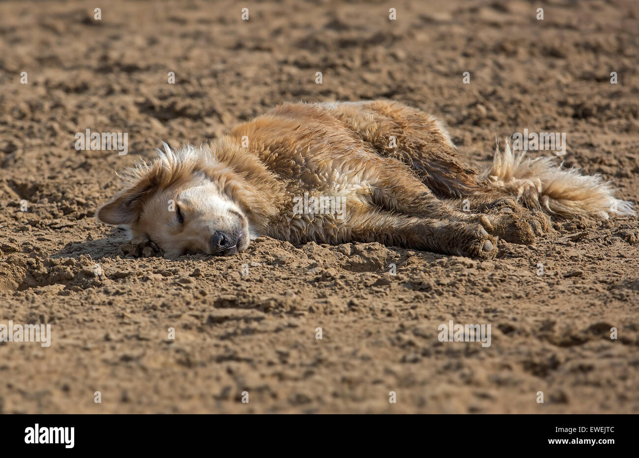 Mongrel dog lying on sand at hot summer day Stock Photo