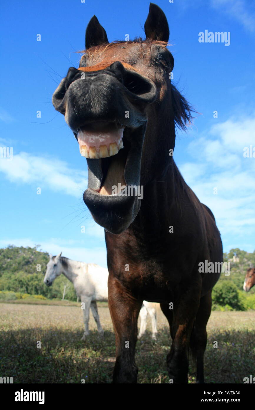 Horse laughing in Australia. Stock Photo
