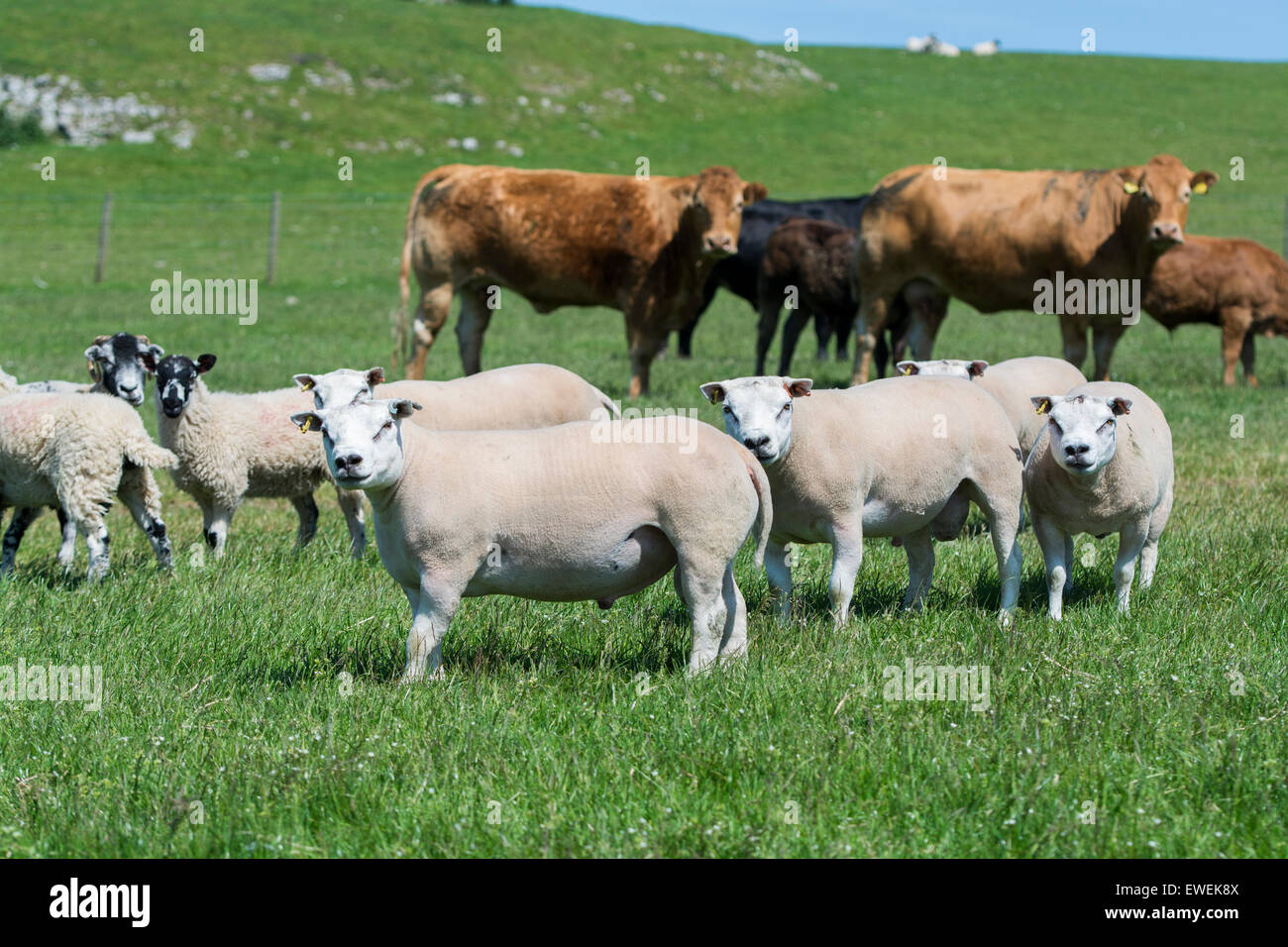 Flock of sheep and herd of cattle in same pasture, Cumbria, UK Stock