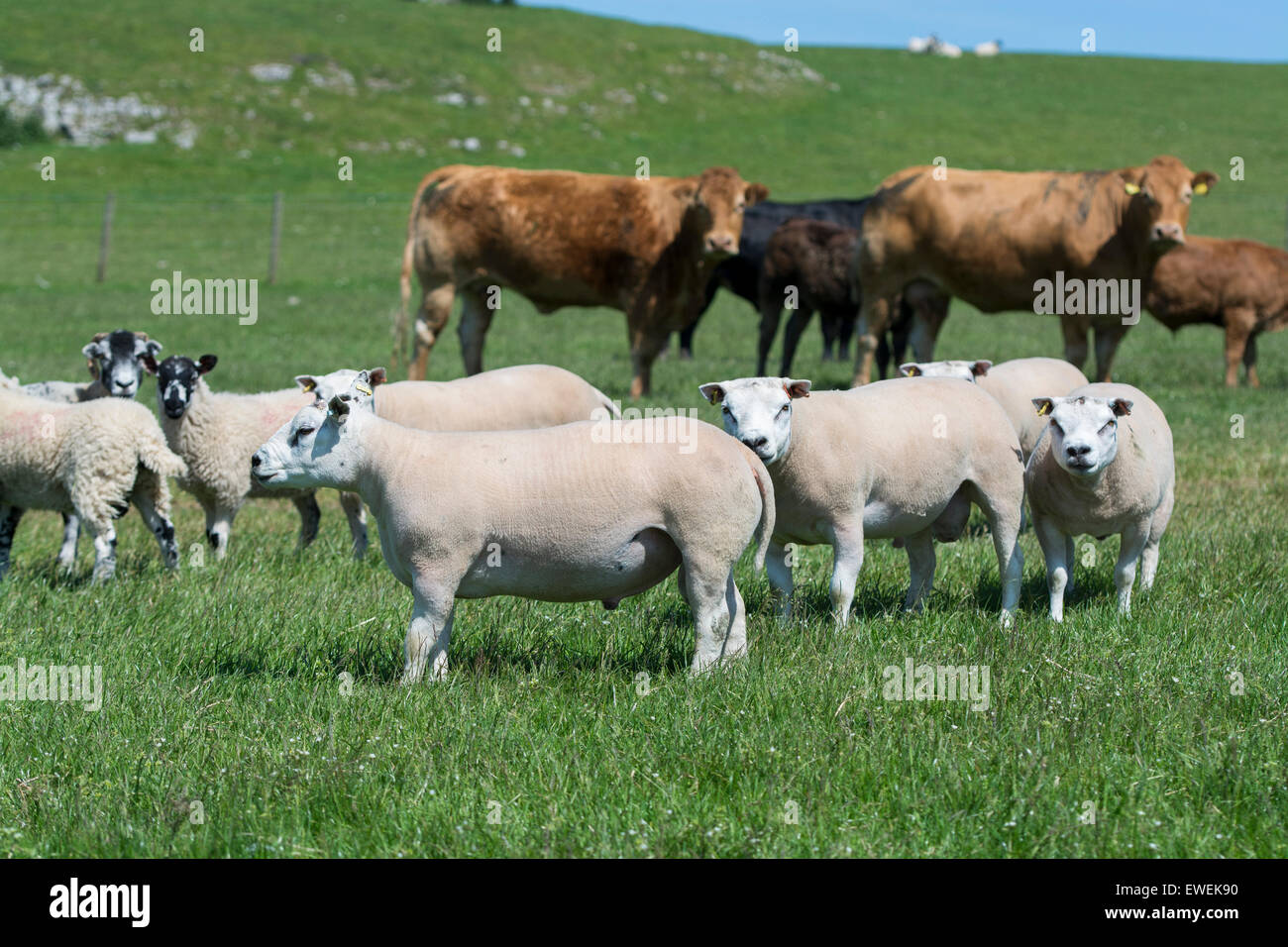 Flock of sheep and herd of cattle in same pasture, Cumbria, UK Stock
