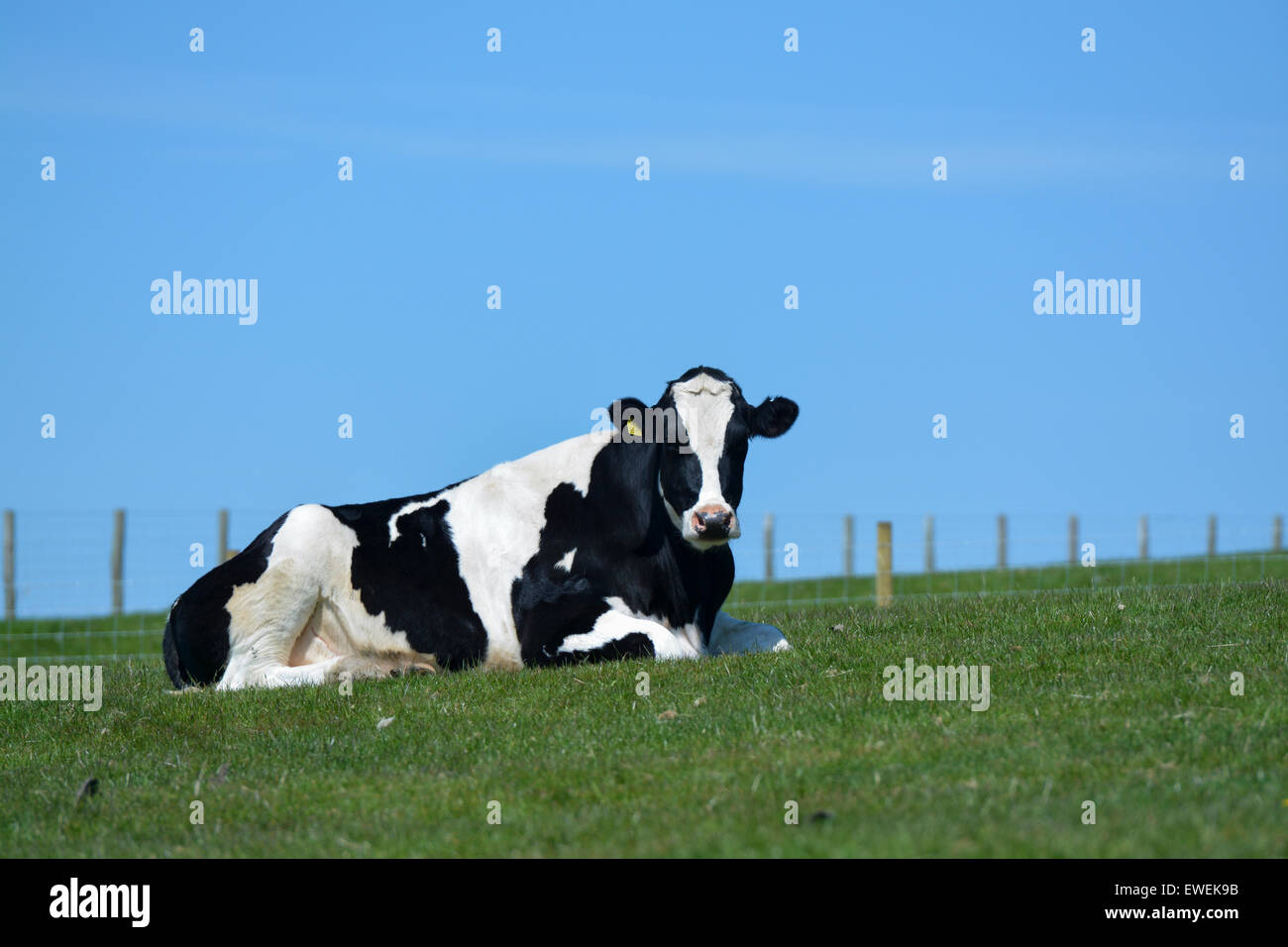 Holstein dairy heifer sat in pasture, Cumbria, UK. Stock Photo
