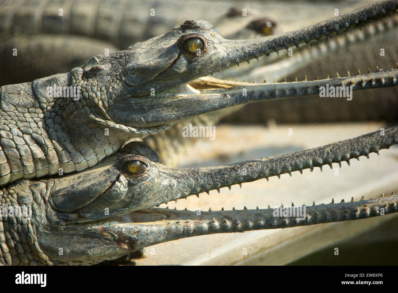 Gharials in a breeding center in Chitwan national park in Nepal Stock Photo